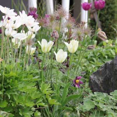 anemone sylvestris
