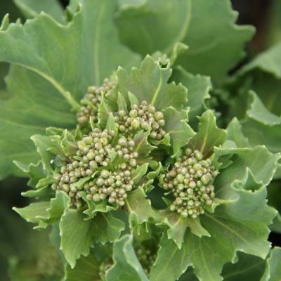 crambe maritima