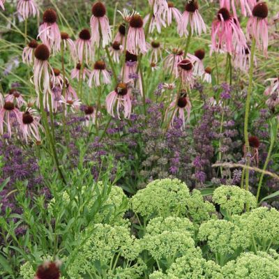 echinacea pallida