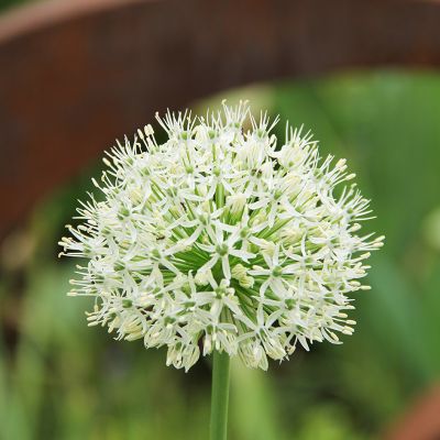 fischer-landschaftsarchitekten-eigener-garten1