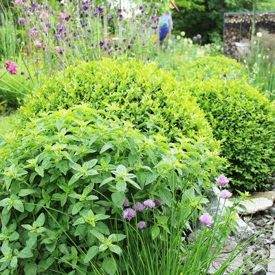 fischer-landschaftsarchitekten-eigener-garten10