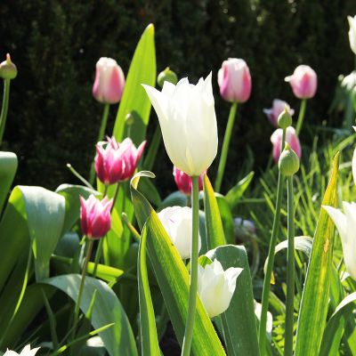 fischer-landschaftsarchitekten-eigener-garten13