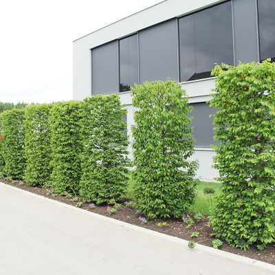 fischer-landschaftsarchitektur-hausgarten-bad-saulgau-1