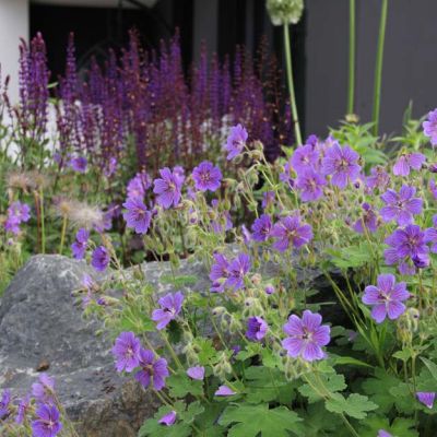 geranium renardii