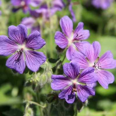 geranium terre franche