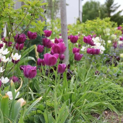 tulpen